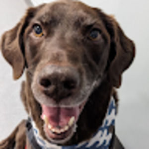 Meet your Posher, Dominique